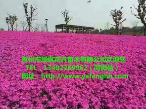 青州花卉苗木 三葉委陵菜營(yíng)養(yǎng)杯苗，廠家直供助力園林綠化工程