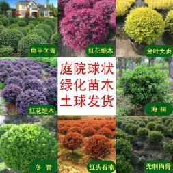 打造綠色生態空間 從室內花卉租賃到園林綠化工程的全方位服務