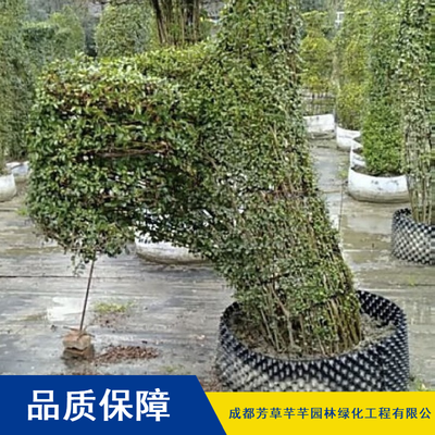 金葉女貞 園林綠化的優選灌木，芳草芊芊提供高成活率樹苗批發